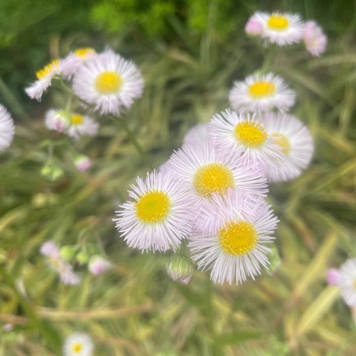 ありがとう🌙