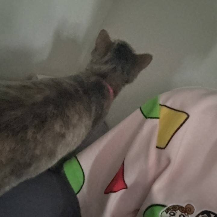 おはりりたん😪