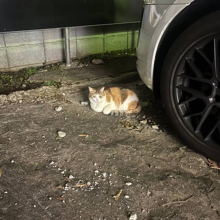 猫様