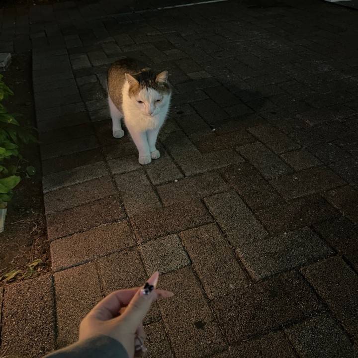 ねこ