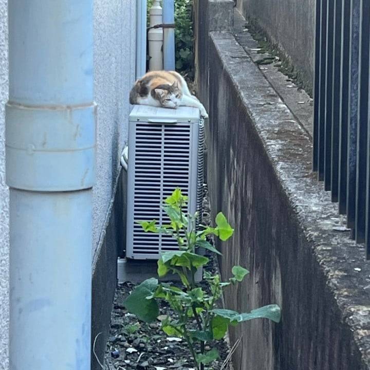 毎日にゃんず