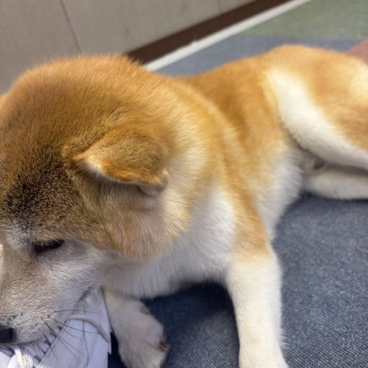 これがキュン？