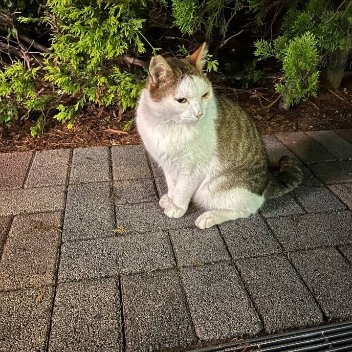 ねこ