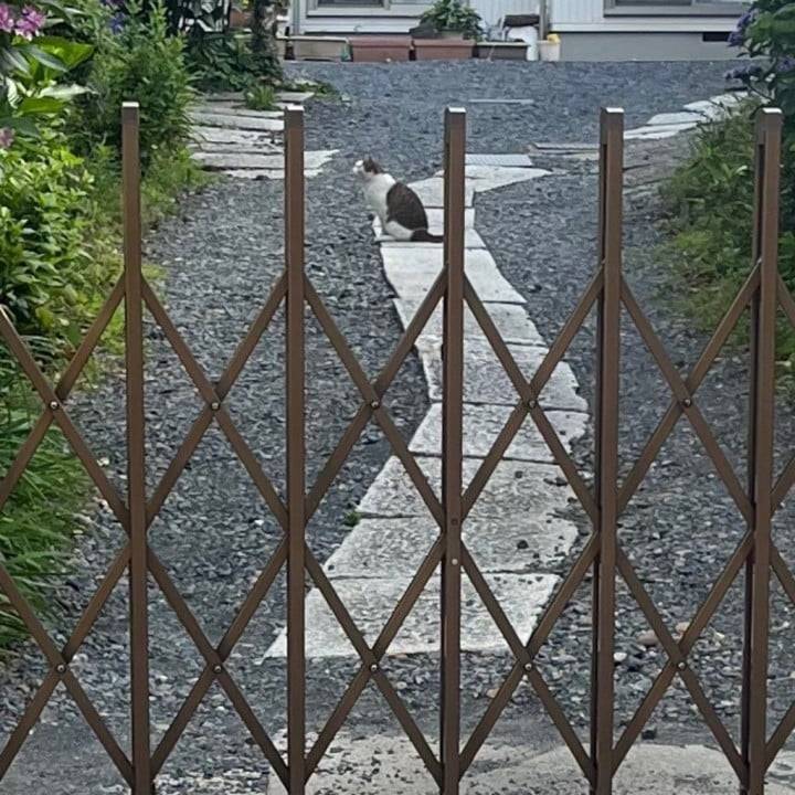 🐱