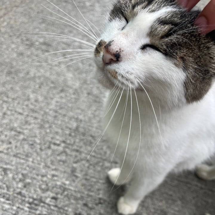 ねこ