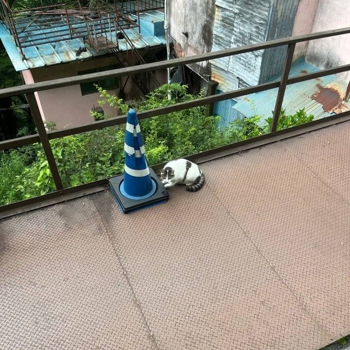 ありがとう(ᴖ ̫ᴖ  )♪
