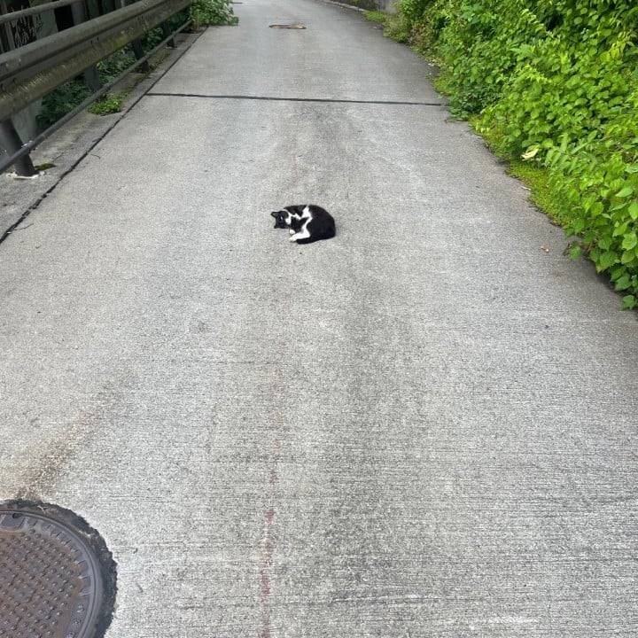 ありがとう水曜日