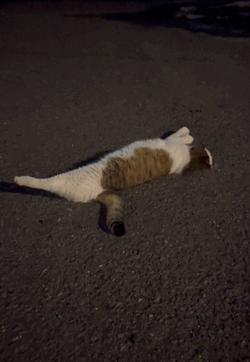 🎶⊂(  ᴖ ̫ᴖ)⊃🎶🐱