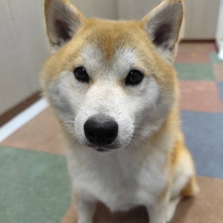 決定！！