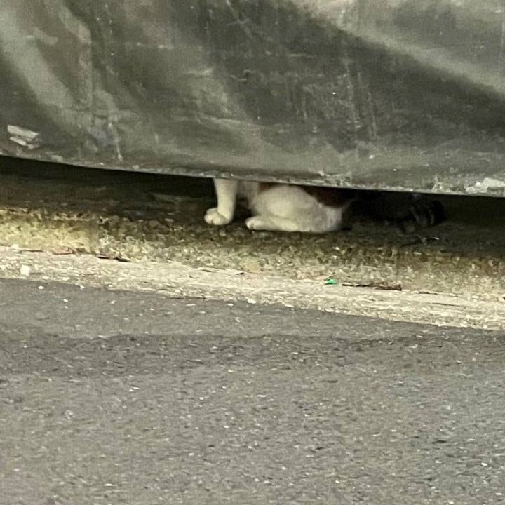 にゃんず