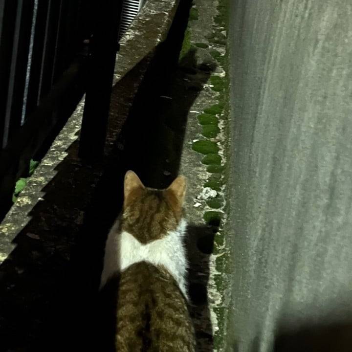 おやすみ(՞っ ̫ _՞)ᐝ