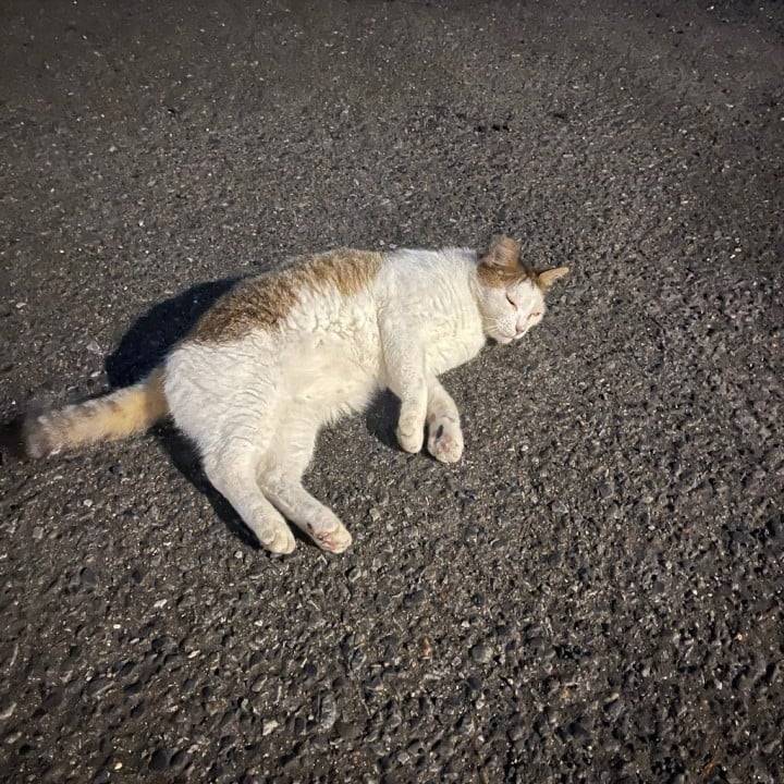 ありがとう🤍
