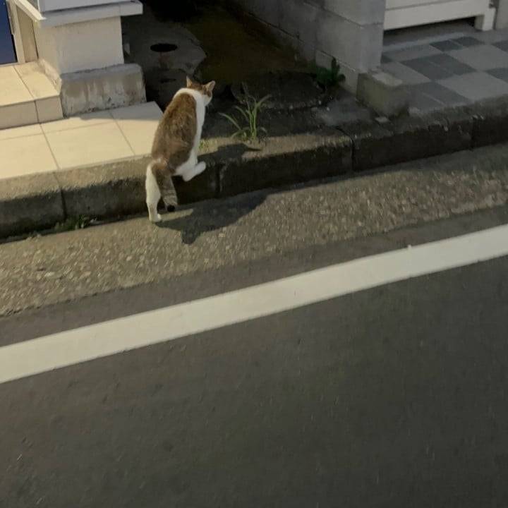 おはよう(՞っ ̫ _՞)ᐝ