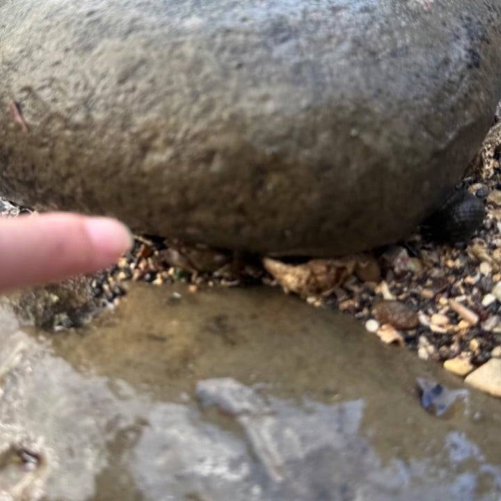 かにいた