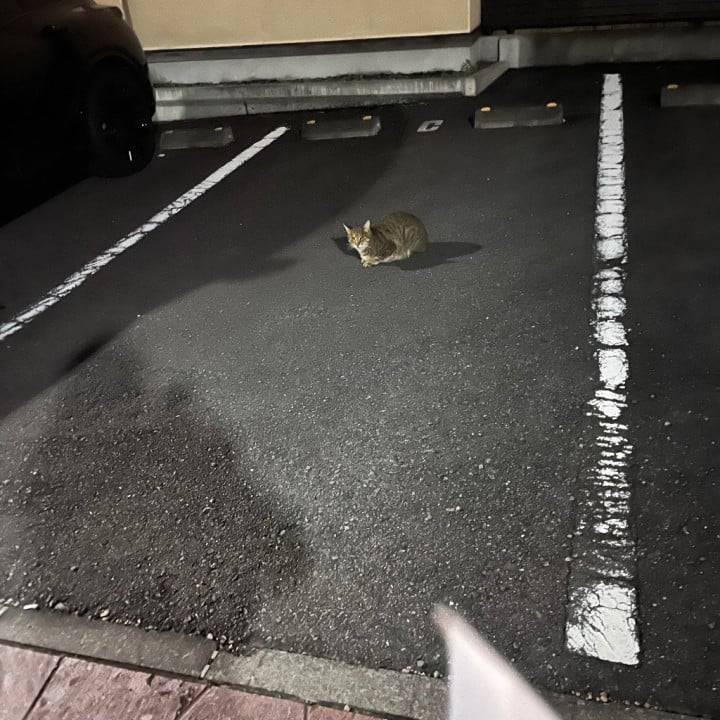 🐱
