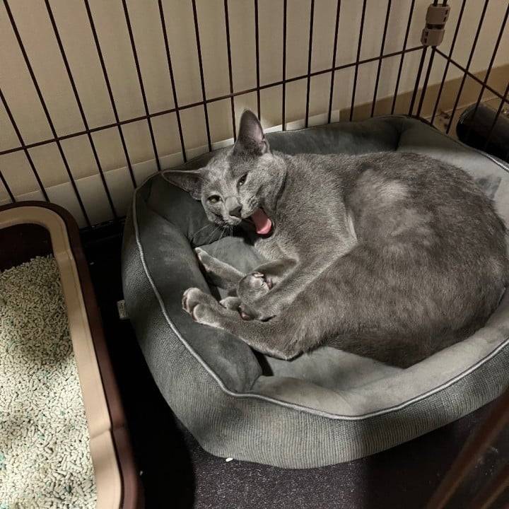 🐱