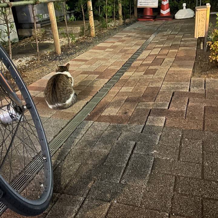 ありがとう( ᴗ ̫ ᴗ )