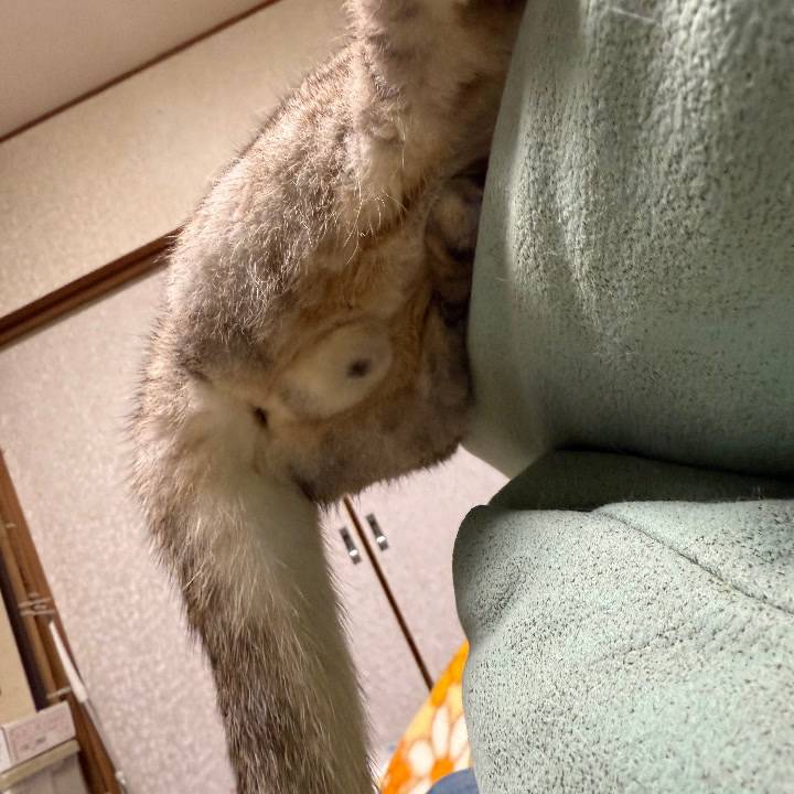 目の前の大きな金の玉！ 誰れだ！誰だ！誰だ！ ねっこのたまたま〜つ🌕