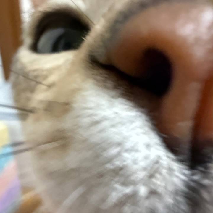 何かを書こうとした+でも忘れた＝にこちゃん今日もポンコツの図式🤪