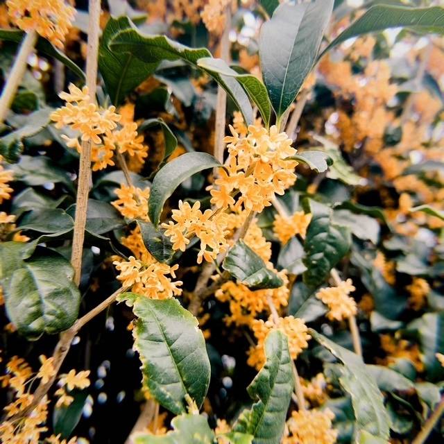 秋を感じる🍂
