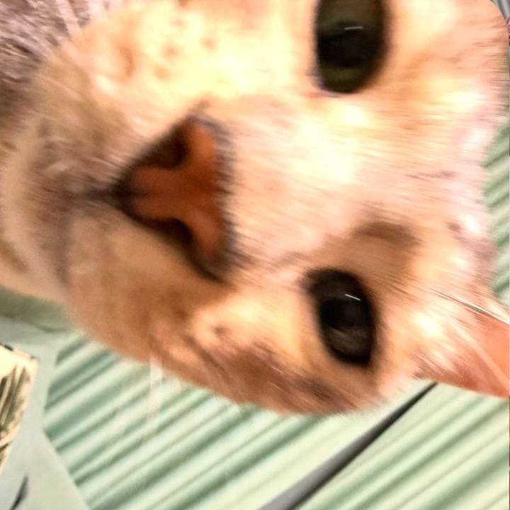 にこちゃん起きた(꜆ ˙ᗜ˙ )꜆ﾑｸｰ!!!