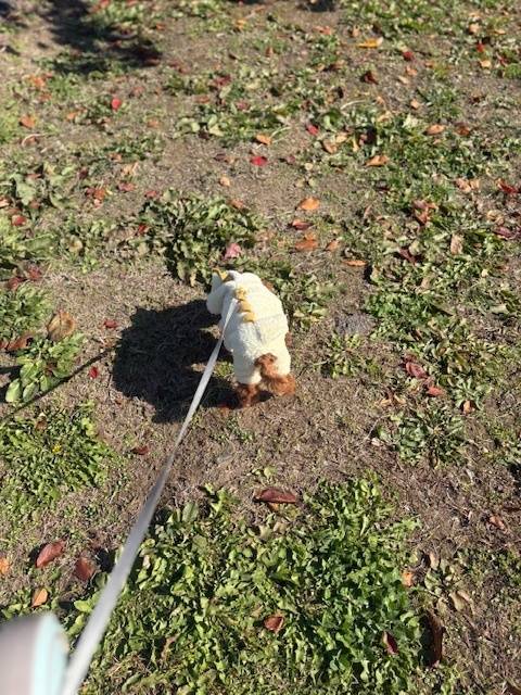 最近のお散歩事情