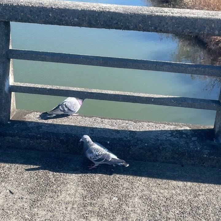 はとさんに転んだの見られた😭