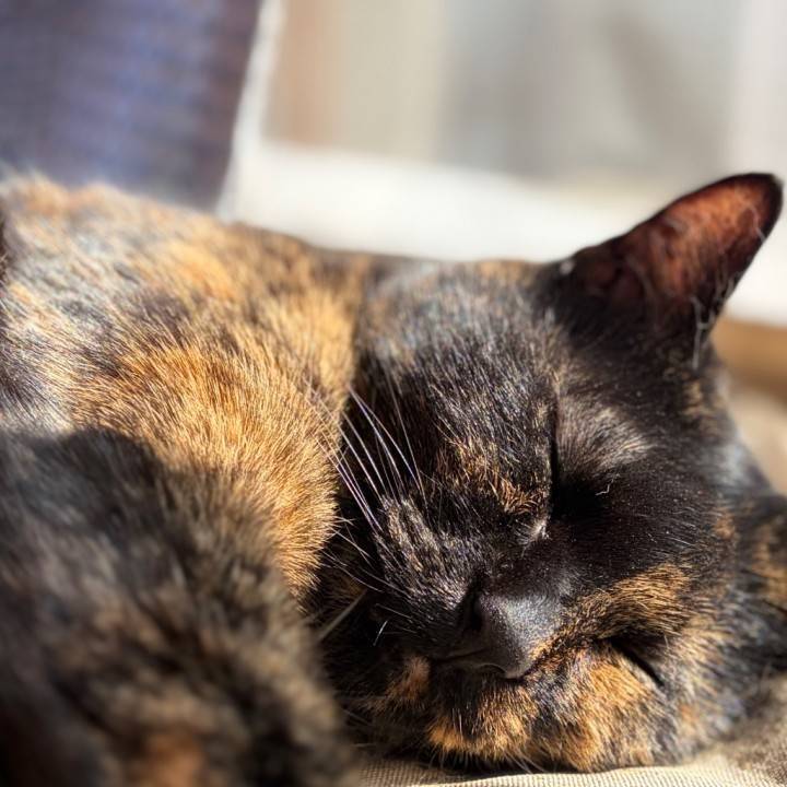 🆕スマホとにゃん