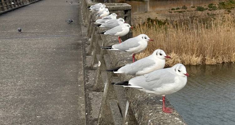 お久しぶりですぅ
