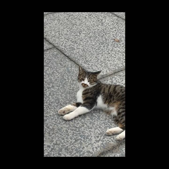 人生初の某神アニメ