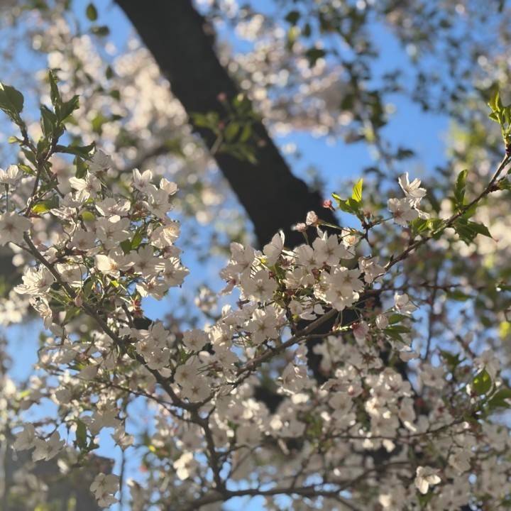 桜が綺麗だったというお話し