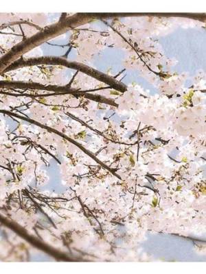満開の桜🌸