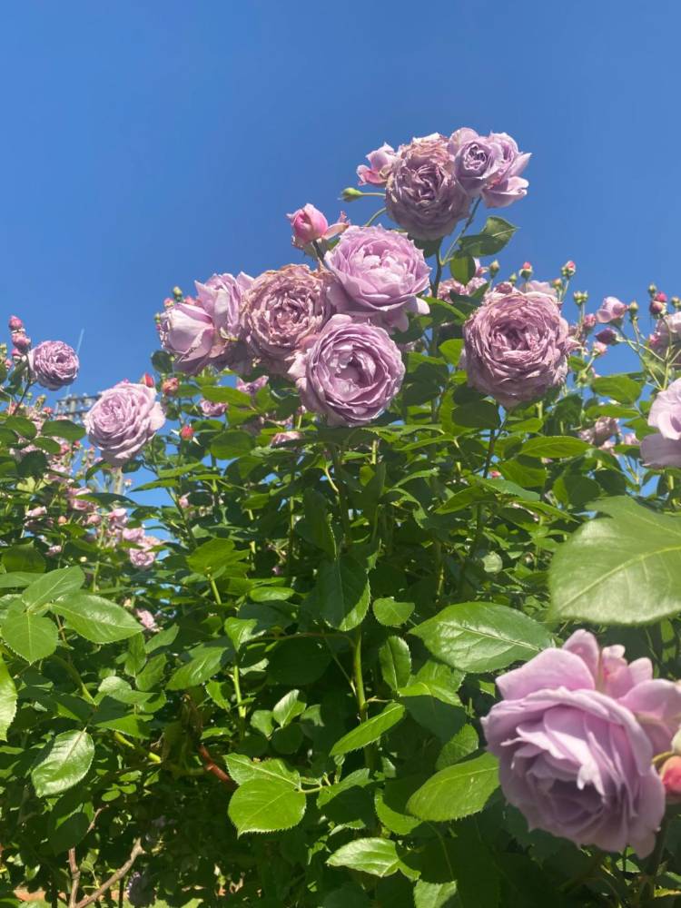 教えて！あなたのプチ贅沢に回答♪