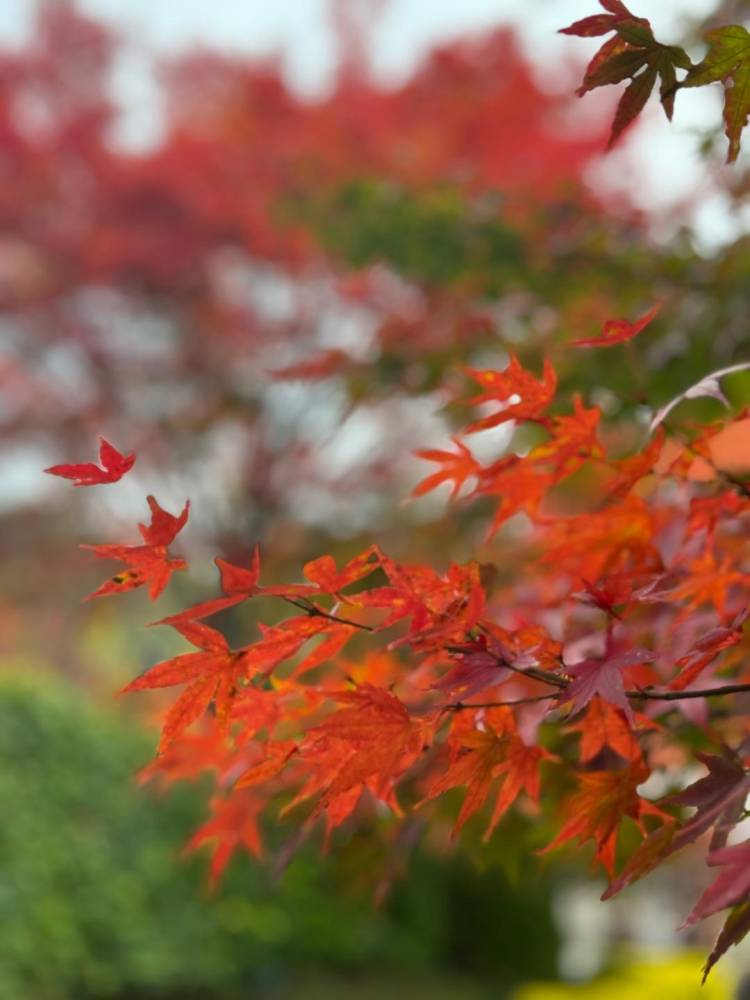 紅葉シーズン?