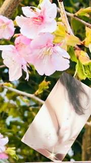 三寒四温　　　花粉症