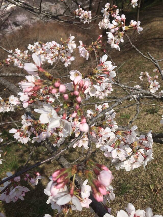 おはようございます