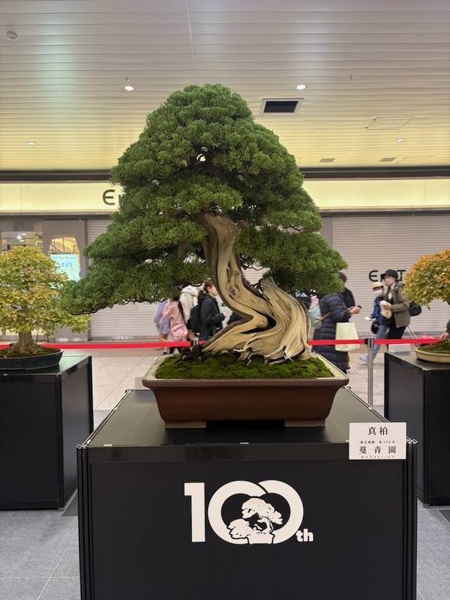 100周年🌲