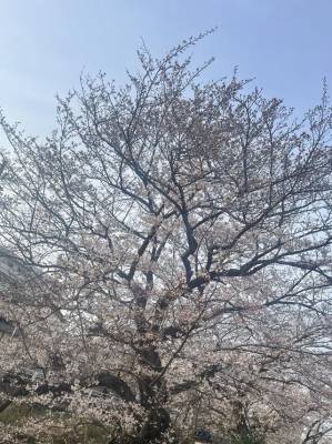 桜咲きました🌸皆さん久しぶりです。