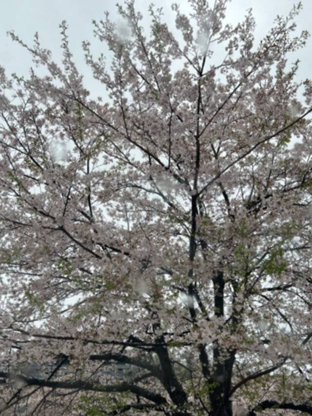 桜雨🌸今日の(戸定邸)