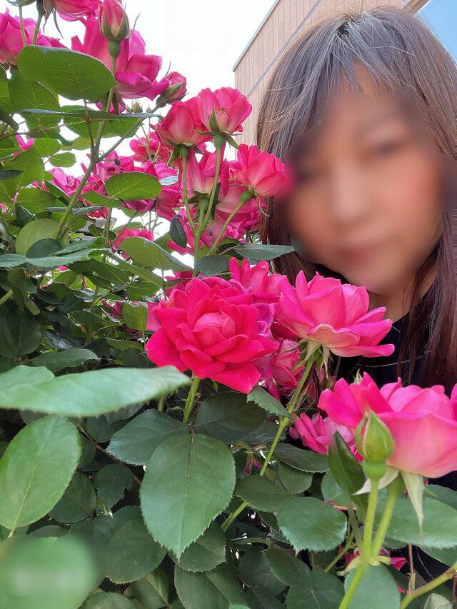 薔薇が満開🥀