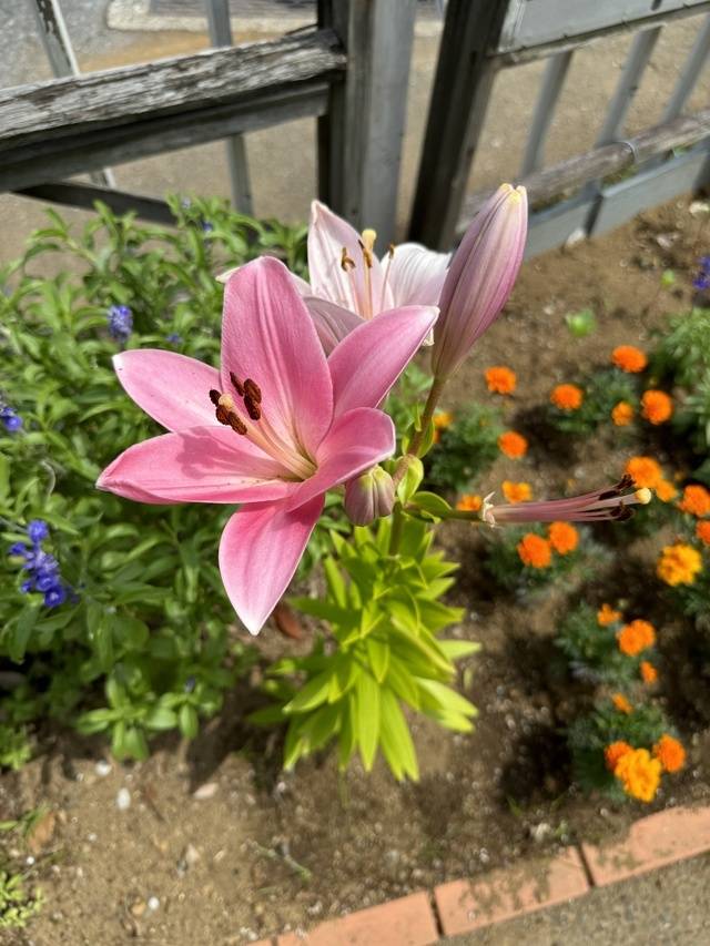 馬橋駅前にて🌸