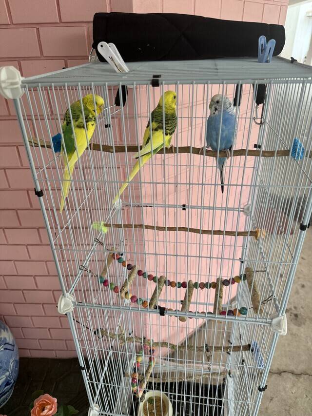 北松戸で見つけたよ🦜