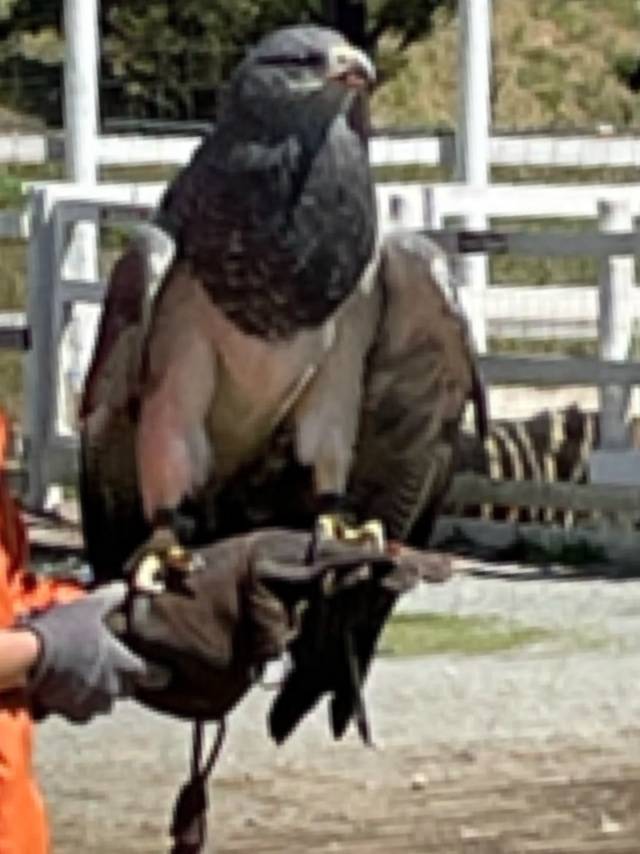 おおたかの〇の名前の由来🦅