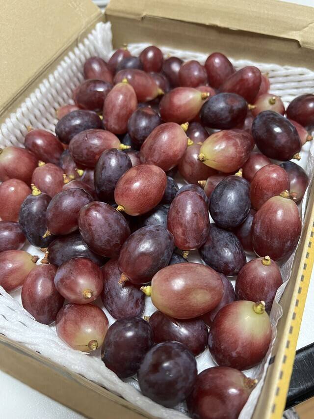 クィーンルージュ🍇