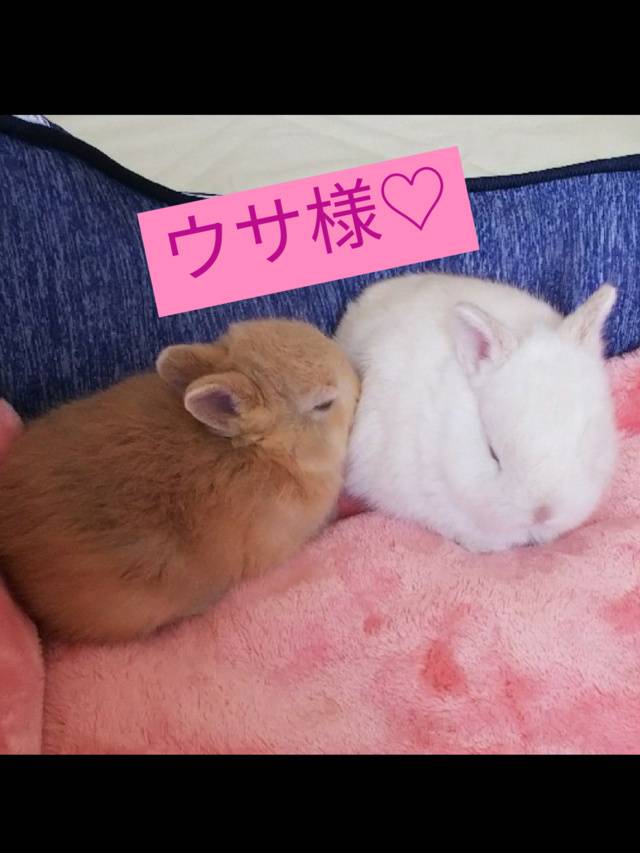 テストです♡