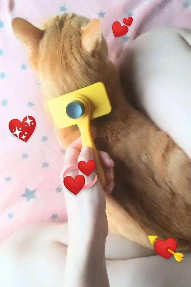 毎朝の習慣👩💞🐱