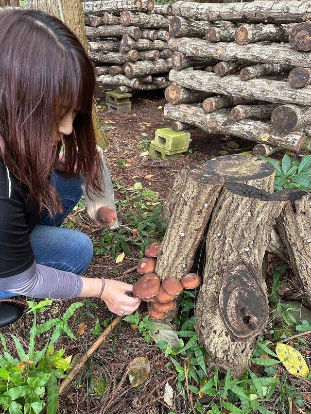 ♬きのこのこのこ元気な子♬.*ﾟ🍄天然 🍄狩り～‎𖤐 ̖́-‬