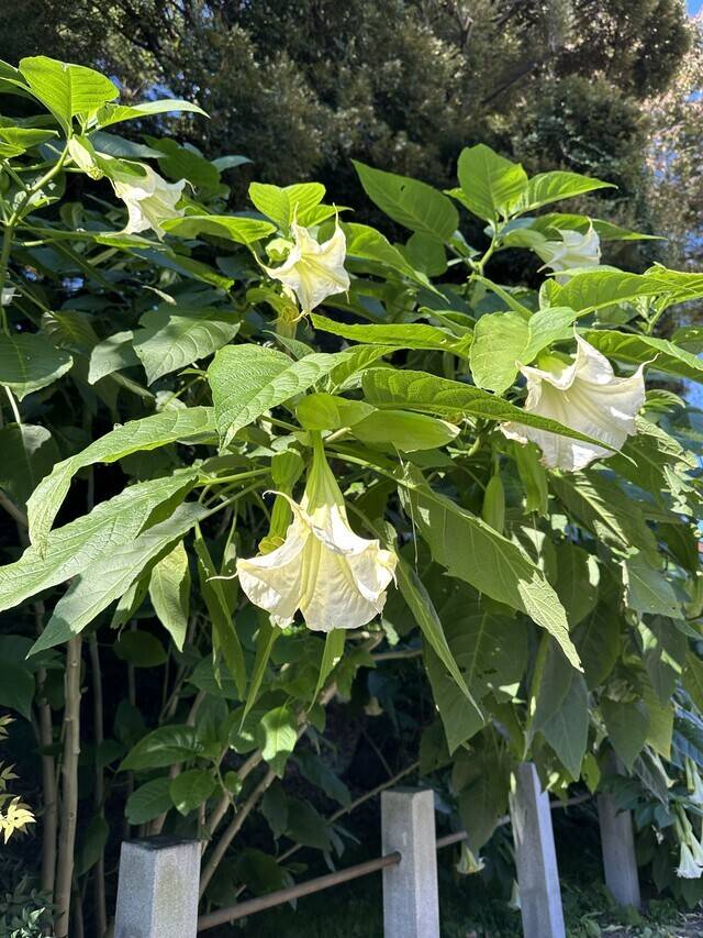 お散歩の途中で💐