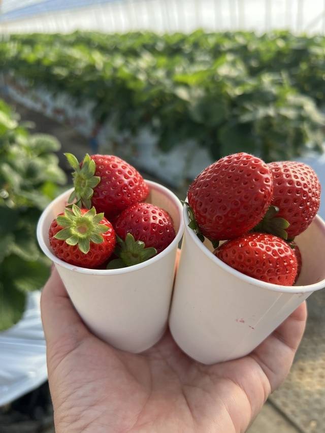 いちご🍓ྀིとちあいか〜