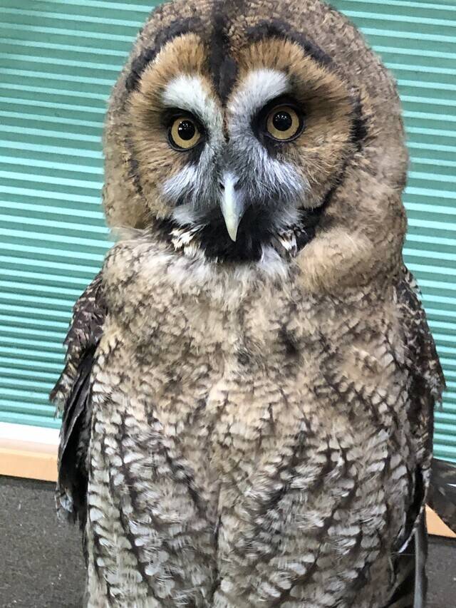 キャメラ目線‪🦜‬どうにもフクロウが鳥って･･･